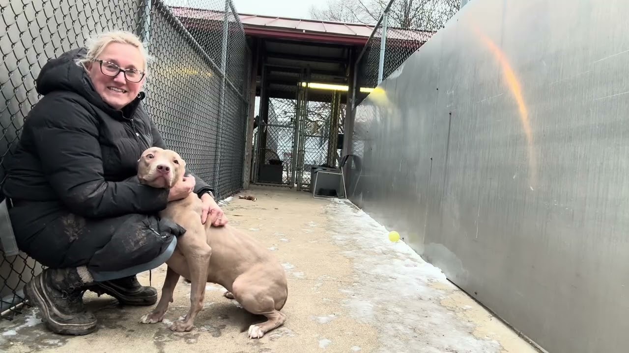 Chyla, an adopted Pit Bull Terrier in Chicago, IL video 5/5