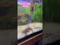 Cleaning Axolotl Aquarium Shorts Axolotls Aquarium