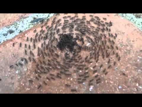 OBLIVION - Ant Circle Pit