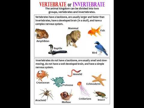 invertebrates and vertebrates #invertebrates #vertebrates #difference #zoology
