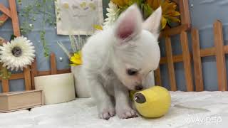 チワワ(ロング)の動画01