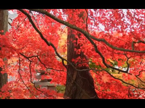 20-Minute Japanese Garden Meditation | Falling Leaves, Gentle Wind Chimes & Binaural Beats