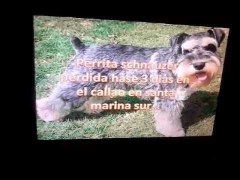 Petrita scnauser perdida responde al nombre valeska