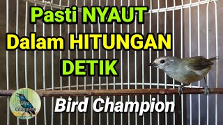 Download lagu Pancingan Opior Jawa Biar Gacor Hanya Dalam Hitungan Detik Semua jenis Opior Jawa Pasti Nyaut. mp3