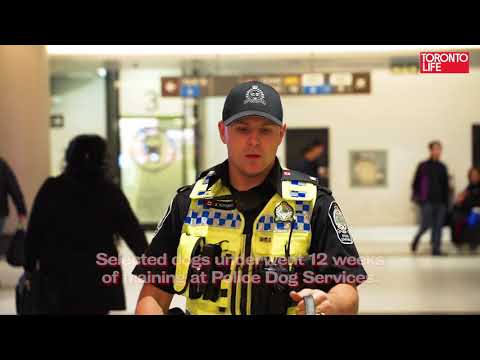 Meet K9 Officer Dash—one of Union Station's three full-time detector dogs