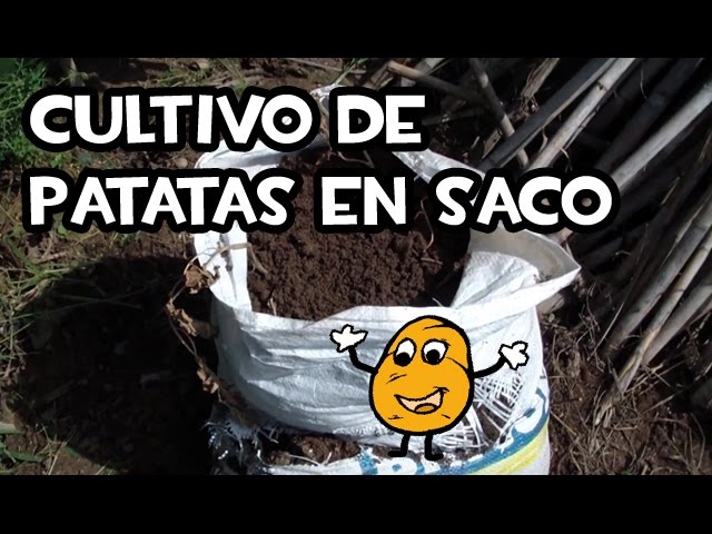 El Cultivo de Patatas en Saco: Resultados y Cosecha