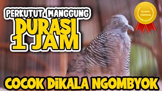 Download lagu SUARA PERKUTUT MANGGUNG DURASI 1 JAM FULL mp3 Download lagu SUARA PERKUTUT MANGGUNG DURASI 1 JAM FULL mp3