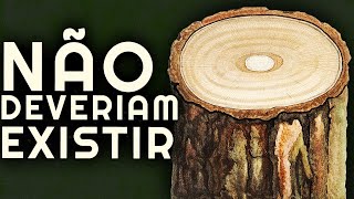 ÁRVORES NÃO DEVERIAM EXISTIR