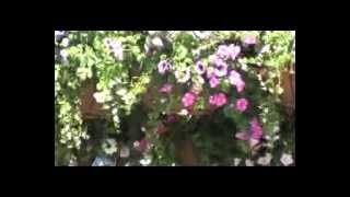 WRIGHT SHOWERS FLOWERS