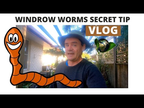 Windrow Worms "SECRET TIP" for Keeping Stocks Up!