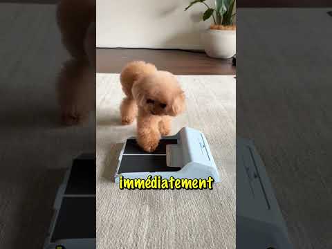 Le chien a prié le dieu des friandises... et ça a marché #shorts