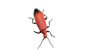 Red-headed Cardinal Beetle