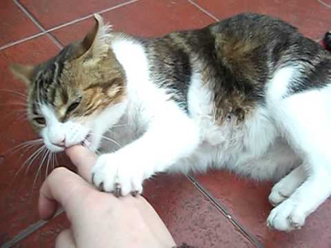 la gata nazira enojada