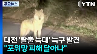 대전 탈출 늑대 '늑구' 발견...포위망 피해 달아나 / YTN
