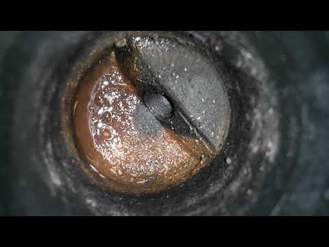 Fruit Flies Festering & Breed in a Drain in Rumson, NJ