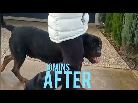 K9 Craftsman. Police-Trained. Breed Specific. One-Session Fixes. video.