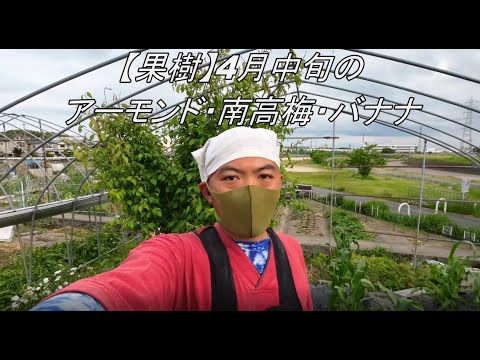 家庭菜園に最適な梅の品種 植物