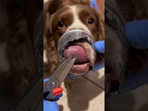 His Tongue Was STUCK! 👅 Dog Rescued from a Sharp Tin Can!