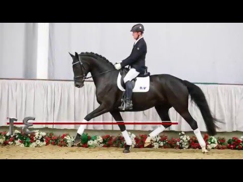 13 Rosa Rot Stute v.  Ribery Gold - Royal Dance