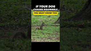 Does Your Canine Chase Squirrels? You Should Know This! 🐿️ #dogtrainer #dogtraining #puppytraining #canines
