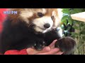 Cute And Funniest Red Panda Videos Compilation