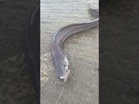 Conger eel fishing #shorts