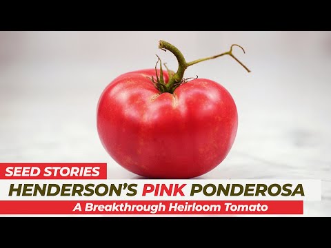 , title : 'SEED STORIES | Henderson's Pink Ponderosa: A Breakthrough Heirloom Tomato'