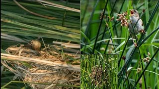 wren nesting || Wrens are a family of brown passerine birds 