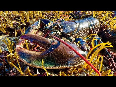 Coastal Foraging, Tidepool and Beachcombing - Lobster and Crab with shore cookup | The Fish Locker