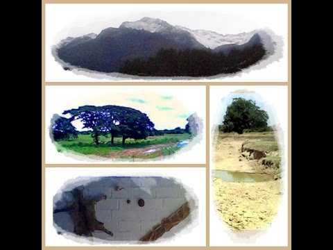 El caporal del hato -  Montoya