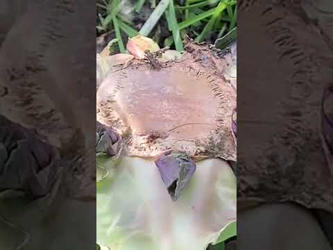 果樹の早期開花を遅らせ、回避するにはどうすればよいですか? + アイスセインツ 2024 の日程  庭園