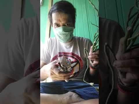 MEMPERBANYAK TANAMAN HIAS KRUPUK KRUPUKAN ATAU KEBO KEBOAN.