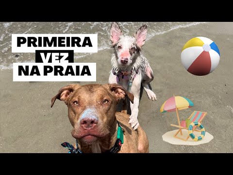 VLOG | Primeira vez da Valentina na praia |  como acostumar seu cachorro na praia + dicas