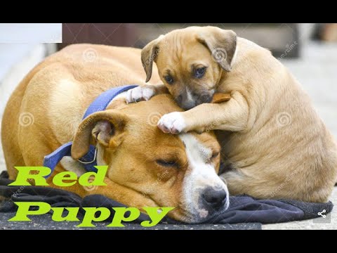 #cute_Puppy, #immohammod