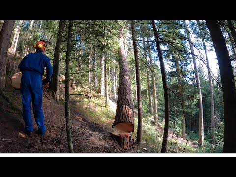 Feeding cattle . Cutting down  trees Husqvarna.