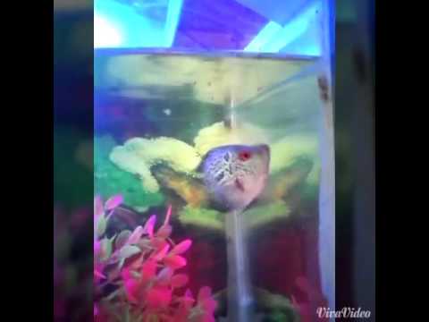 Our Pet Kanna is no more with us :(