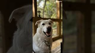 Wannabe yours #dog #cute #funny#viral #shorts #funnyvideo #happy#wholesome #dogs #viralvideo