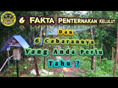 , title : '{047} 6 FAKTA PENTERNAKAN KELULUT || Dan 6 Cabarannya Yang Anda Perlu Tahu...?'