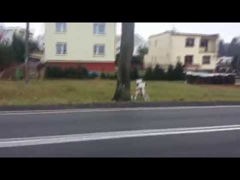 Tak wygląda Straż Miejska z Miastka k/ Słupska 