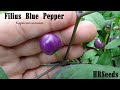 ⟹ Filius Blue Pepper | Capsicum annuum | Pod Review