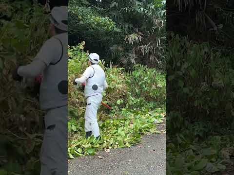 2024年にアジサイを庭に植える時期はいつですか？適切なジェスチャー + メンテナンスのヒント  庭園