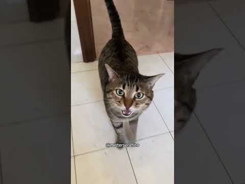 SERAFINO IL GATTINO - FAMIGLIA ANIMALE #cat