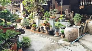 preview picture of video 'My Nursery Bonsai Garden Thailand 2019'