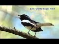 Birds Chirping, Nature Sounds, Natural Sound of Birds Singing - Bird Oriental Magpie-Robin # 01