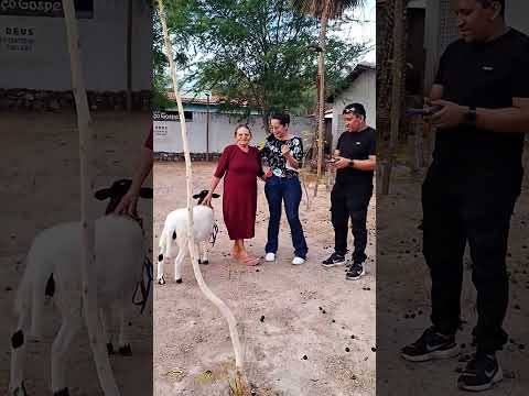 Dia de passeio! 🐑✨ Luna curtindo o Ecoparque e a beleza da natureza 🌿