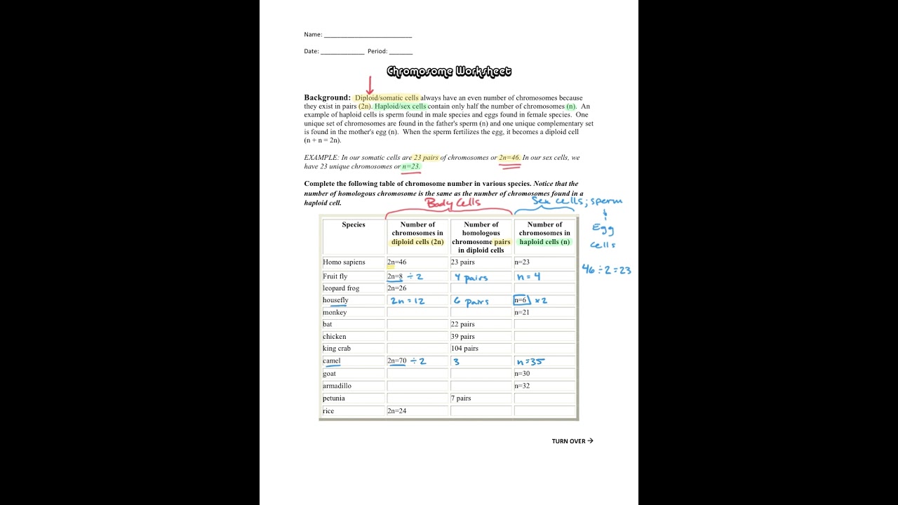 Chromosome worksheet instructions