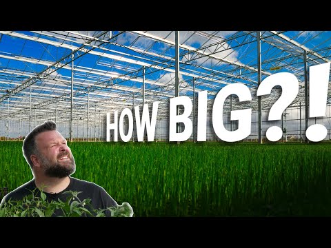 You Won't Believe How Big This Commercial Greenhouse Is!