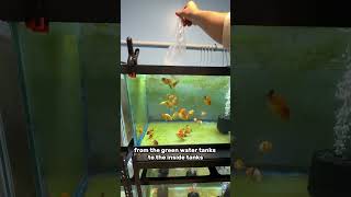 Why are my fish STRESSED?!