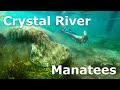 Snorkeling With Dozens Of Manatees Crystal River Florida