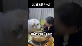 おこぼれ待ちが上手すぎる愛犬　#greatpyrenees #大型犬のいる生活 #大型犬と暮らす #大型犬 #グレートピレニーズ #癒し #愛犬 #犬のいる生活 #柴犬 #ゴールデンレトリバー